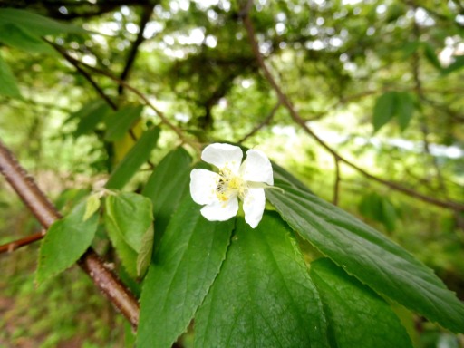 jamaican cherry flower
