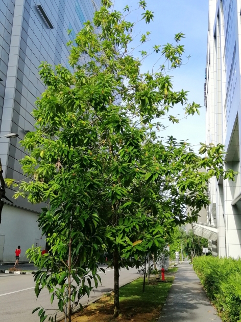 magnolia champaca tree