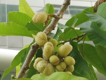 magnolia champaca fruits